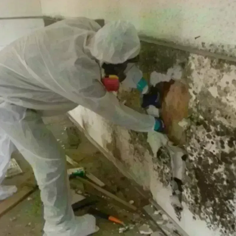 Mold Remediation and Removal in Grants Pass, OR